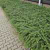 Heckenmyrte ‚Maigrün' – Lonicera nitida – Ansicht 6