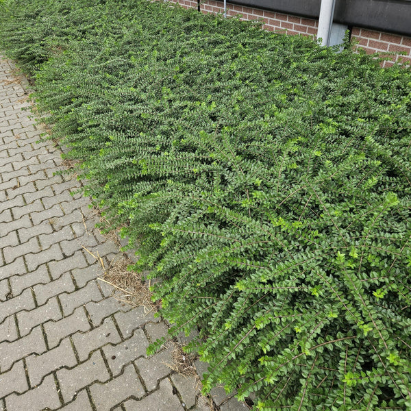 Heckenmyrte ‚Maigrün' – Lonicera nitida – Ansicht 6
