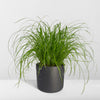 Zypergras – Cyperus alternifolius – Ansicht 8