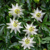 Passionsblume ‚Avalanche' – Passiflora – Ansicht 5