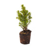 Mini-Weihnachtsbaum-Set mit Topfset Madrid und LED-Lichterkette