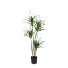 Kunstpflanzen-Duo – Geigenfeige & Drachenbaum – im Set enthalten: Kunstpflanze Drachenbaum (Dracaena)
