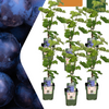 Weinrebe – Vitis vinifera