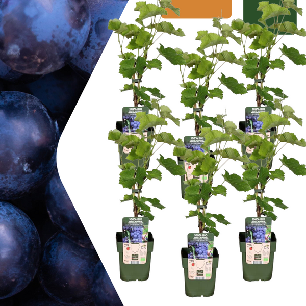 Weinrebe – Vitis vinifera