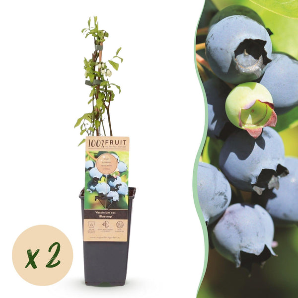 Heidelbeere ‚Bluecrop' – Vaccinium corymbosum