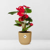 Flamingoblume ‚Red' – Anthurium andraeanum – Ansicht 6
