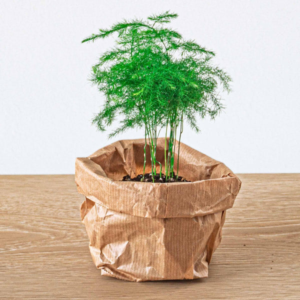 Terrarium-Set „5 Pflanzen