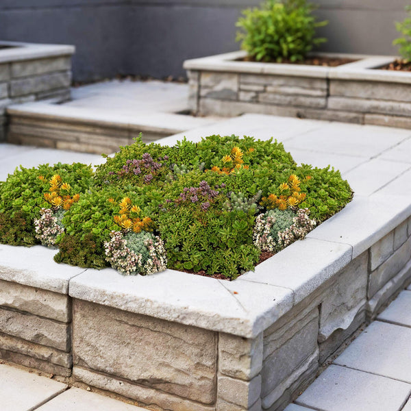 Bodendecker-Set „Sedummatte" – 10 Sedum-Sorten – Ansicht 4