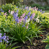 Spanisches Hasenglöckchen Mischung – Hyacinthoides hispanica – Ansicht 2