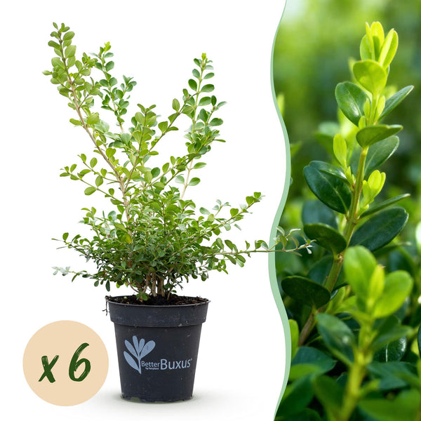 Buchsbaum ‚Babylon Beauty' – Buxus sempervirens