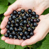 Schwarze Johannisbeere ‚Titania' – Ribes nigrum – Ansicht 4