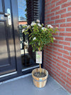 Lorbeerblättriger Schneeball Stämmchen ‚Eve Price' – Viburnum tinus – Ansicht 5
