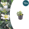 Lenzrose – Helleborus orientalis