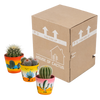 Kakteen-Set „Kugelkaktus-Mix“ – 3 Kugelkakteen – Ansicht 9