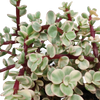 Elefantenbusch ‚Variegata‘ – Portulacaria afra – Ansicht 4