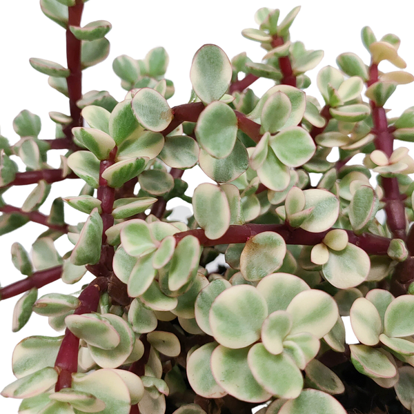 Elefantenbusch ‚Variegata‘ – Portulacaria afra – Ansicht 4