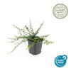 Kriechspindel ‚Minimus' – Euonymus fortunei – Ansicht 2