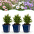 Aster Tricolour – 6 Stück