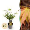 Fächerahorn ‚Katsura' – Acer palmatum