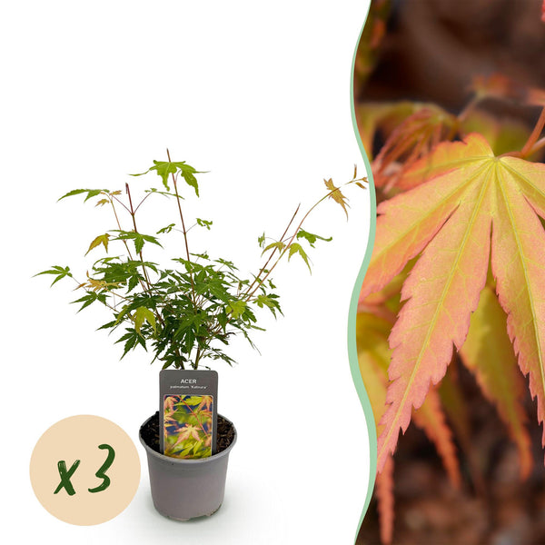 Fächerahorn ‚Katsura' – Acer palmatum