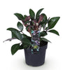 Lenzrose ‚Purple Marble' – Helleborus lividus – Ansicht 2