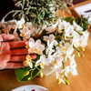 Orchidee ‚Nazaré' – Phalaenopsis
