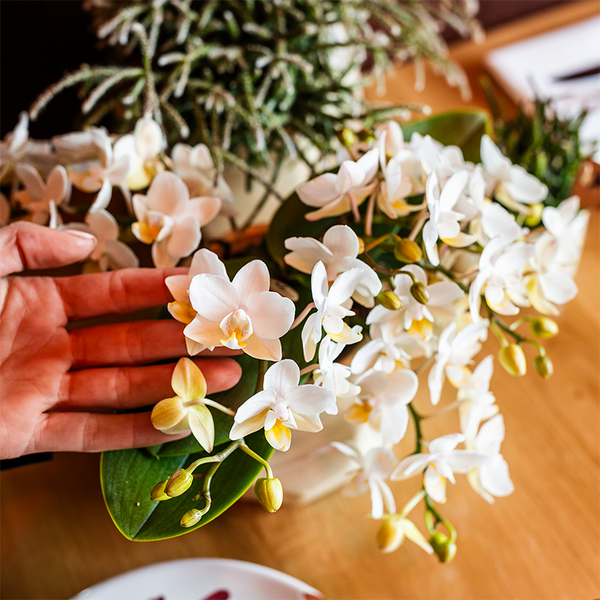 Orchidee ‚Nazaré' – Phalaenopsis