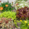 Alpenpflanzen-Set „Alpine Mix" – verschiedene Steingartenpflanzen – Ansicht 5