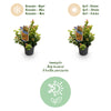Traubenheide-Duo – Leucothoe in Gelb & Rot – Ansicht 10