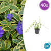 Kleines Immergrün ‚Blue and Gold' – Vinca minor