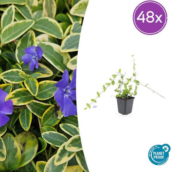 Kleines Immergrün ‚Blue and Gold' – Vinca minor