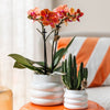 Schmetterlingsorchidee ‚Mineral Bolzano' – Phalaenopsis – Ansicht 8