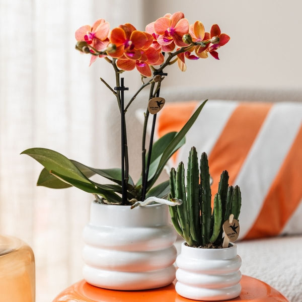 Schmetterlingsorchidee ‚Mineral Bolzano' – Phalaenopsis – Ansicht 8