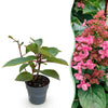 Rispenhortensie ‚Living Infinity' – Hydrangea paniculata – 1 Stück