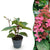 Rispenhortensie ‚Living Infinity' – Hydrangea paniculata – 1 Stück