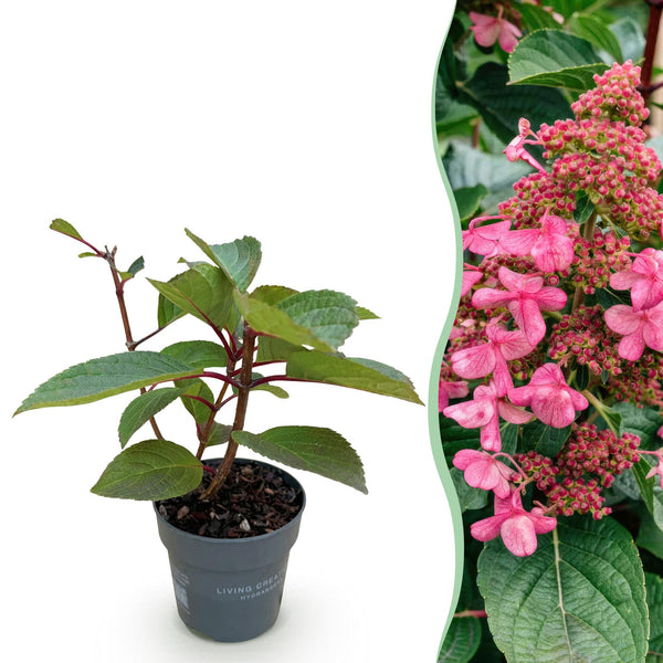 Rispenhortensie ‚Living Infinity' – Hydrangea paniculata – 1 Stück
