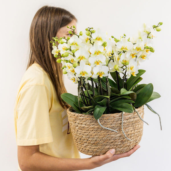 Pflanzen-Set „Jungle Bouquet“ – 3 weiße Orchideen ‚Lausanne' und 3 Grünpflanzen – Ansicht 4