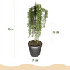 Kriechender Rosmarin ‚Prostratus' – Rosmarinus officinalis – Ansicht 3