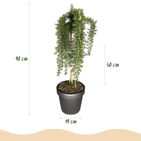 Kriechender Rosmarin ‚Prostratus' – Rosmarinus officinalis – Ansicht 3