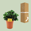 Zwergpfeffer ‚Burning Bush' – Peperomia – Ansicht 3