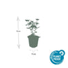 Duftnessel ‚Blue Fortune' – Agastache – Ansicht 2