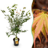 Fächerahorn ‚Katsura' – Acer palmatum