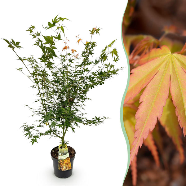 Fächerahorn ‚Katsura' – Acer palmatum