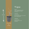 Taglilie ‚Stella de Oro' – Hemerocallis – Ansicht 6