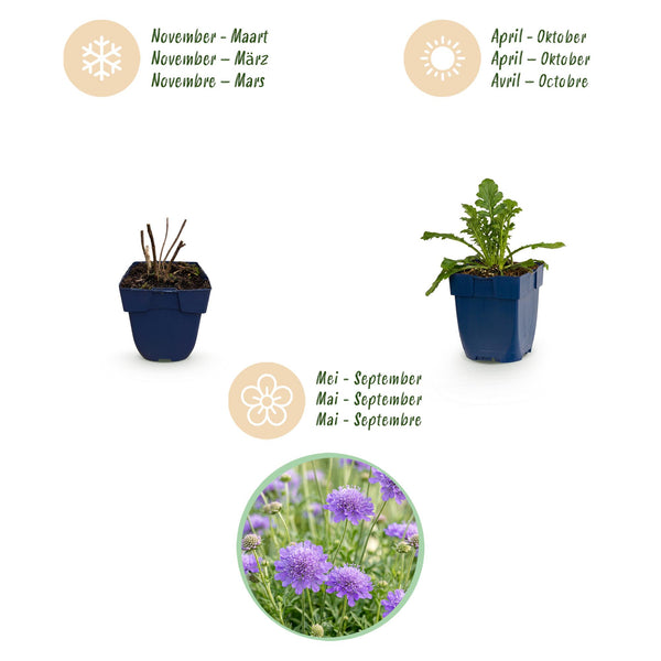 Skabiose – Scabiosa – Ansicht 4