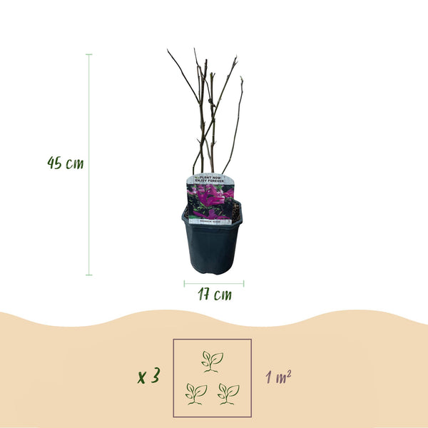 Magnolie ‚Susan' – Magnolia – Ansicht 3