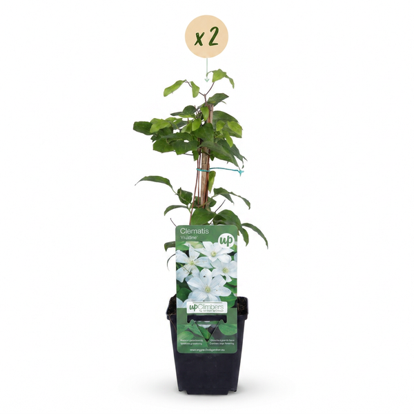 Waldrebe ‚Huldine' – Clematis – Ansicht 2