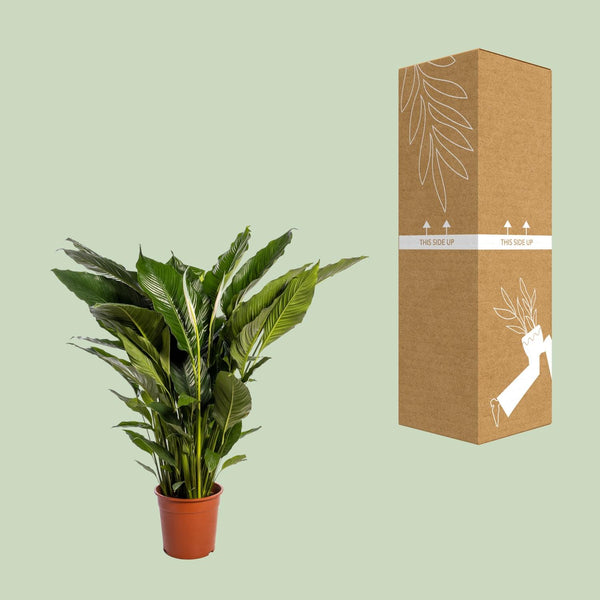 Einblatt ‚Sweet Sebastiano' – Spathiphyllum – Ansicht 3
