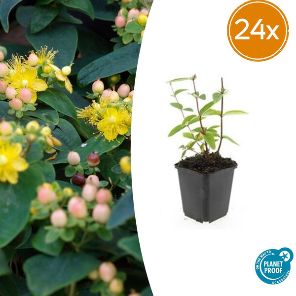Johanniskraut ‚Annebel' – Hypericum × inodorum