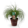 Zartes Federgras ‚Pony Tails' – Stipa tenuifolia – Ansicht 2